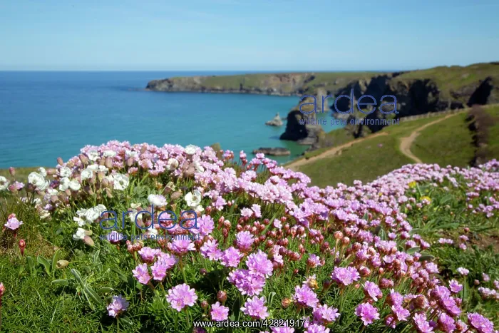  : Thrift - in flower - spring