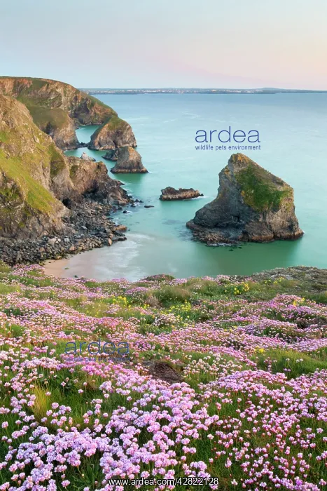 : Thrift - in flower - spring - sunset : Thrift - in flower - spring - sunset