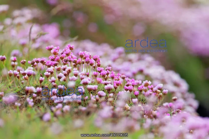  : Thrift Flowers