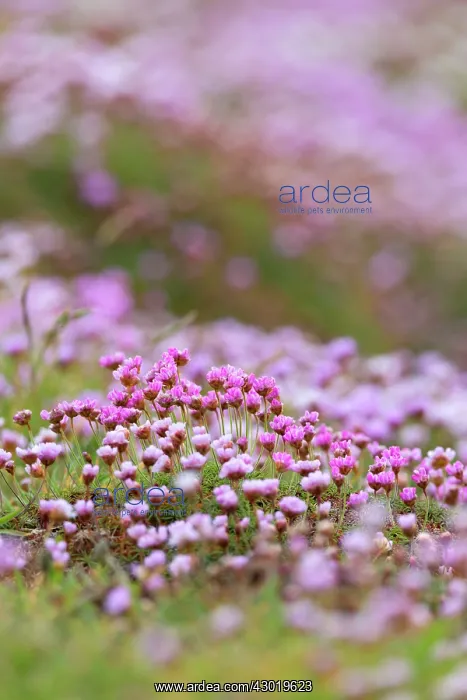  : Thrift Flowers