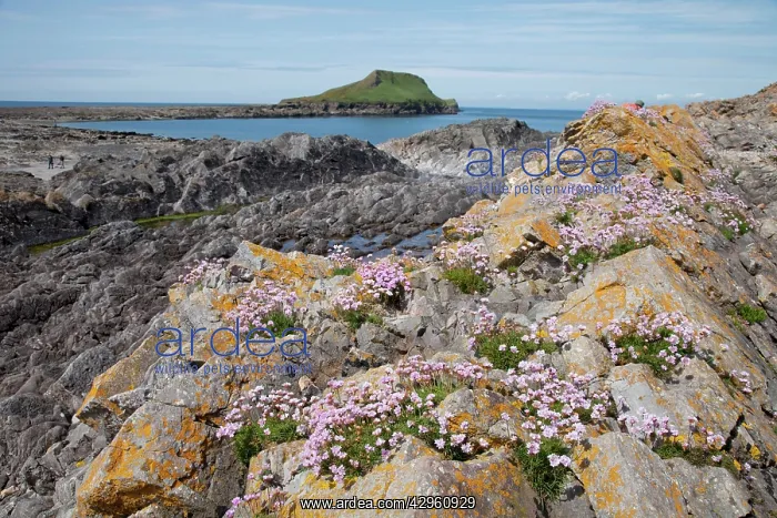 : Thrift flowers - on rocky outcrops : Thrift flowers - on rocky outcrops
