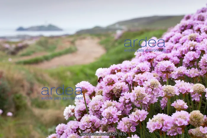 : Thrift - Godrevy : Thrift - Godrevy