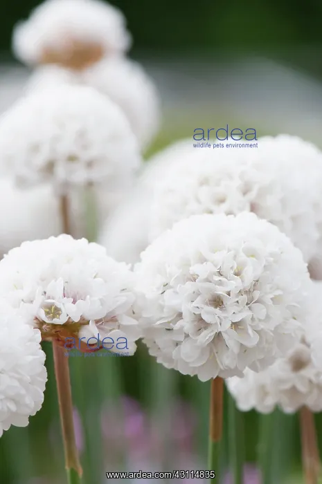: Thrift Great thrift Ballerina White, Armeria pseudarmeria : Thrift Great thrift Ballerina White, Armeria pseudarmeria