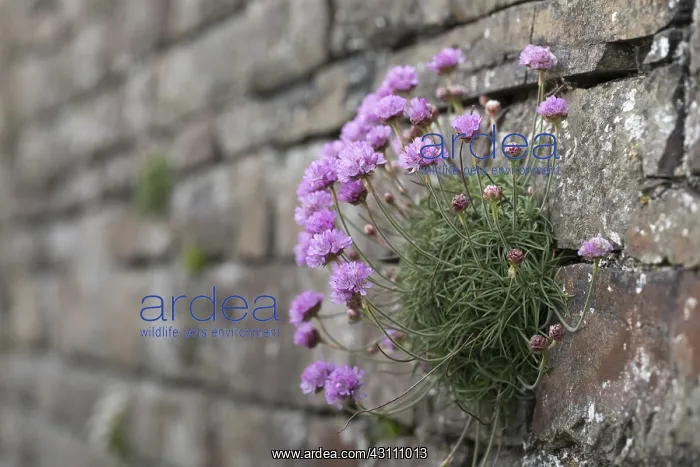  : Thrift - Growin on a Wall - Cornwall - UK