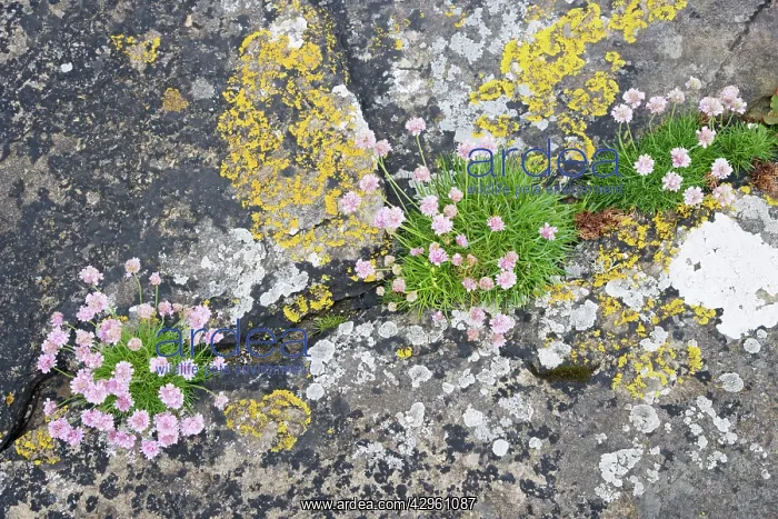 : Thrift - growing on coastal cliffs : Thrift - growing on coastal cliffs