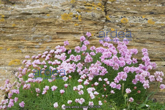 : Thrift - growing on coastal cliffs : Thrift - growing on coastal cliffs