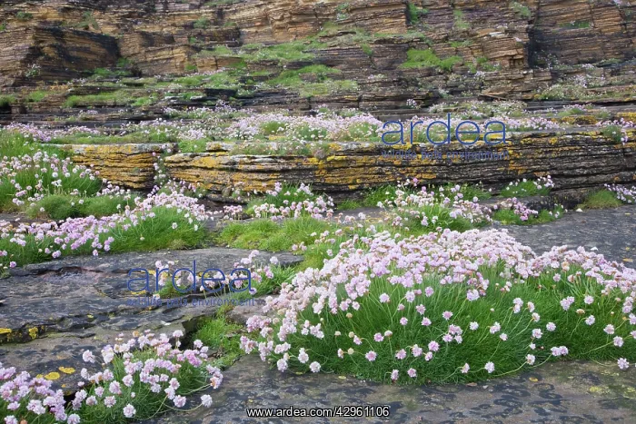 : Thrift - growing on coastal cliffs : Thrift - growing on coastal cliffs