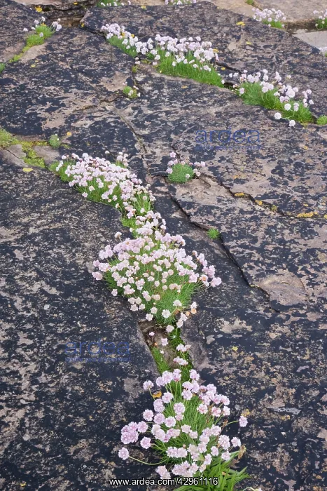  : Thrift - growing on coastal cliffs