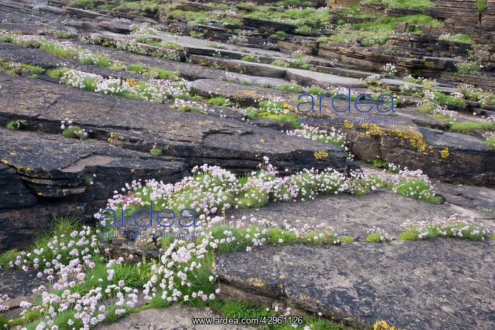 : Thrift - growing on coastal cliffs : Thrift - growing on coastal cliffs