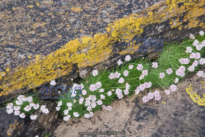  : Thrift - growing on coastal cliffs
