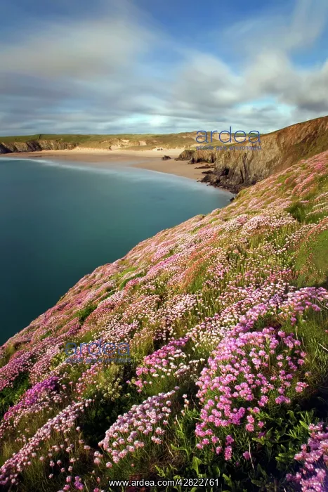  : Thrift - Holywell Bay