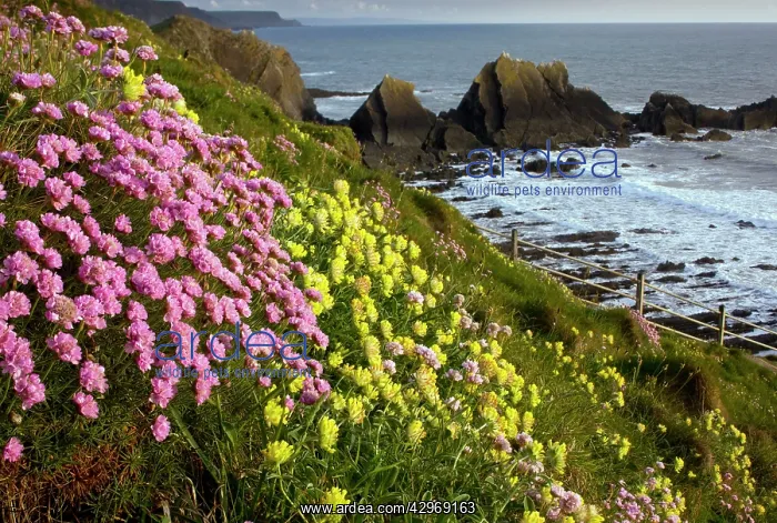 : Thrift - and Kidney Vetch in May : Thrift - and Kidney Vetch in May