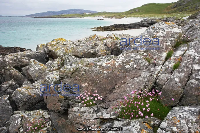 : Thrift - and rocks on white sand beach - Eriskay Island : Thrift - and rocks on white sand beach - Eriskay Island