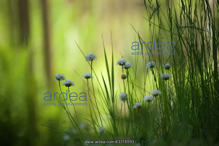 : Thrift, Sea thrift, Armeria maritima Alba, Several : Thrift, Sea thrift, Armeria maritima Alba, Several