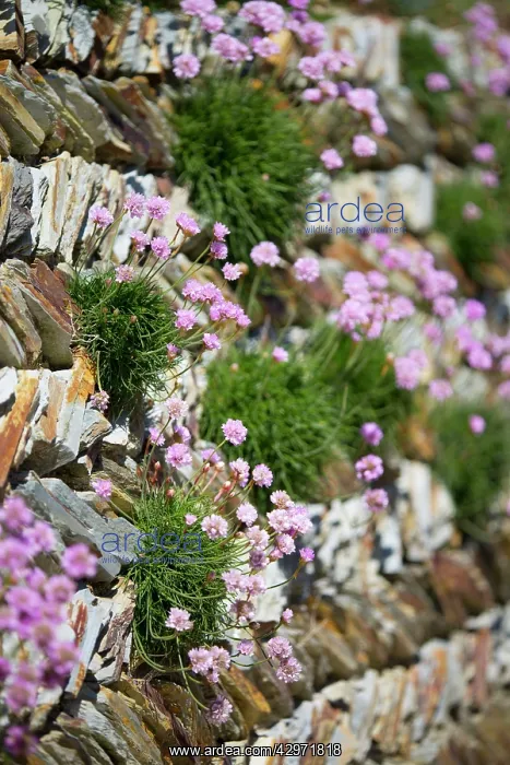 : Thrift - on wall : Thrift - on wall