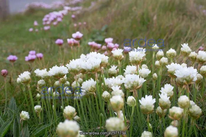 : Thrift - White : Thrift - White