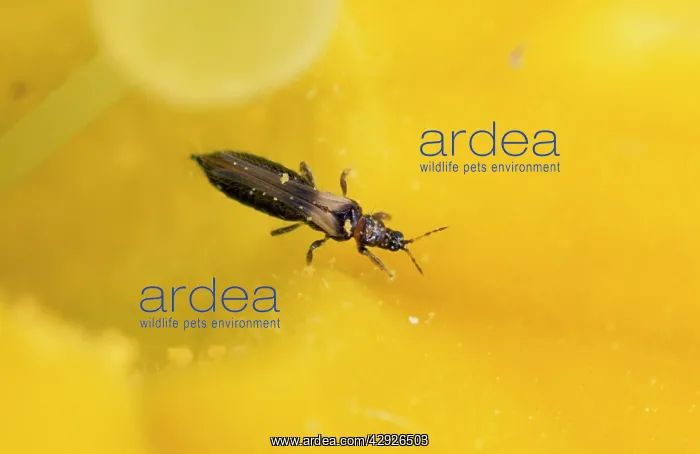 : Thrips - 1.5 mm in length, in garden : Thrips - 1.5 mm in length, in garden