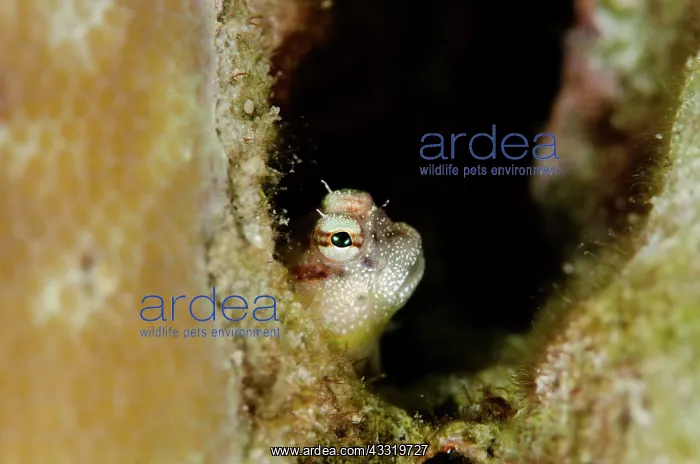: Throatspot Blenny : Throatspot Blenny