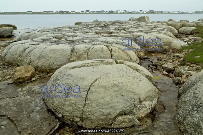 : Thrombolites at Flower's Cove - Fossilised Cambrian : Thrombolites at Flower's Cove - Fossilised Cambrian
