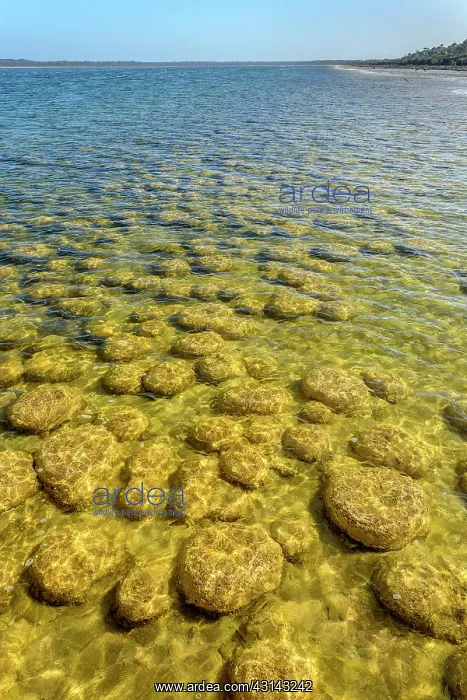 : Thrombolites of Lake Clifton - Western Australia : Thrombolites of Lake Clifton - Western Australia