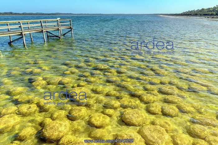 : Thrombolites of Lake Clifton - Western Australia : Thrombolites of Lake Clifton - Western Australia