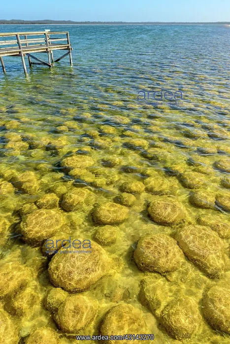 : Thrombolites of Lake Clifton - Western Australia : Thrombolites of Lake Clifton - Western Australia