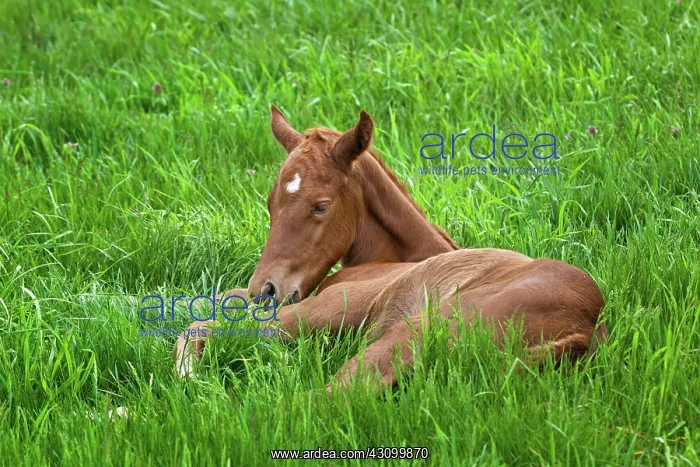  : Throughbred foal