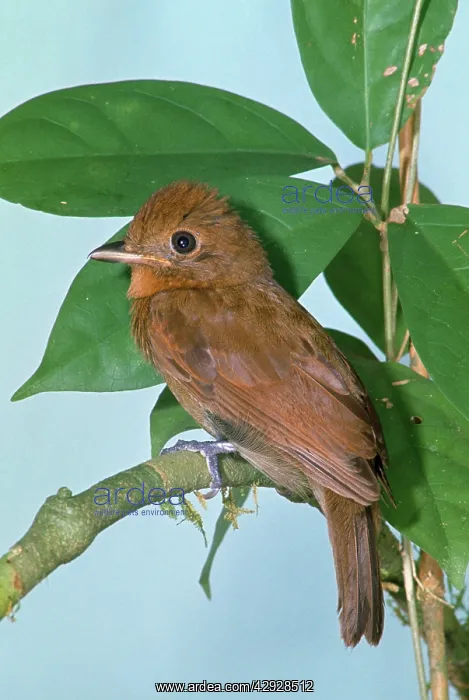 : Thrush-like Manakin : Thrush-like Manakin