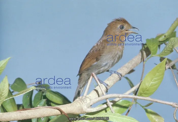 : Thrush-like Manakin : Thrush-like Manakin
