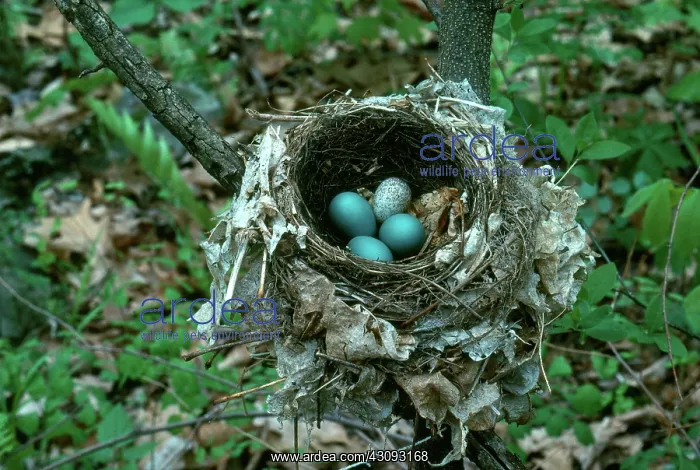 : Thrush Nest with Cowbird Egg : Thrush Nest with Cowbird Egg