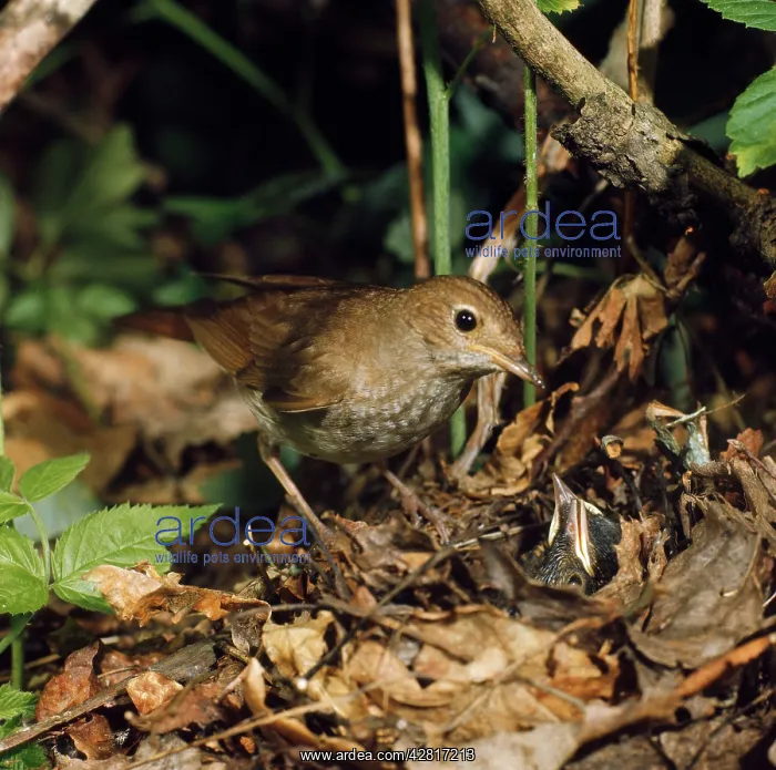  : Thrush Nightingale