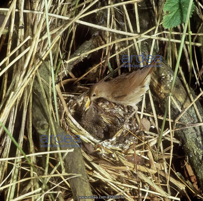 : Thrush Nightingale - feeding chicks at nestS : Thrush Nightingale - feeding chicks at nestS