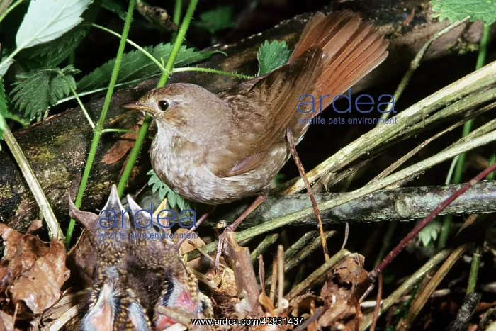 : Thrush Nightingale - at nest with young : Thrush Nightingale - at nest with young