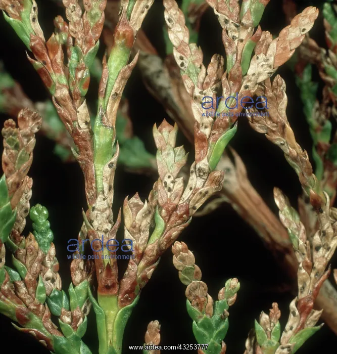 : Thuja needle scorch : Thuja needle scorch
