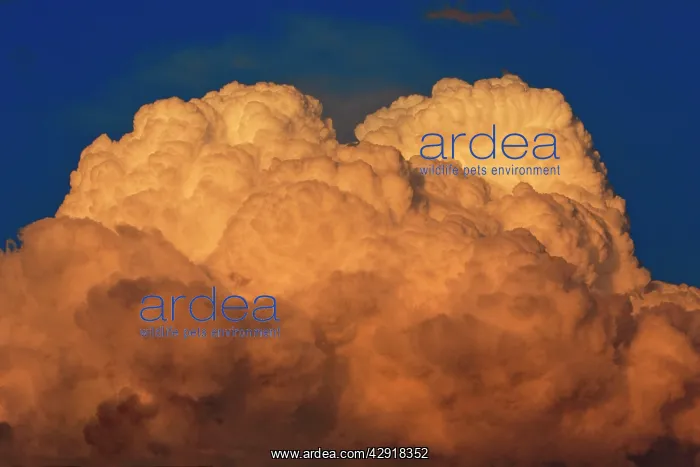 : Thunder Clouds - forming in evening light : Thunder Clouds - forming in evening light
