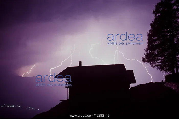 : Thunder Storm - Swiss Alps : Thunder Storm - Swiss Alps