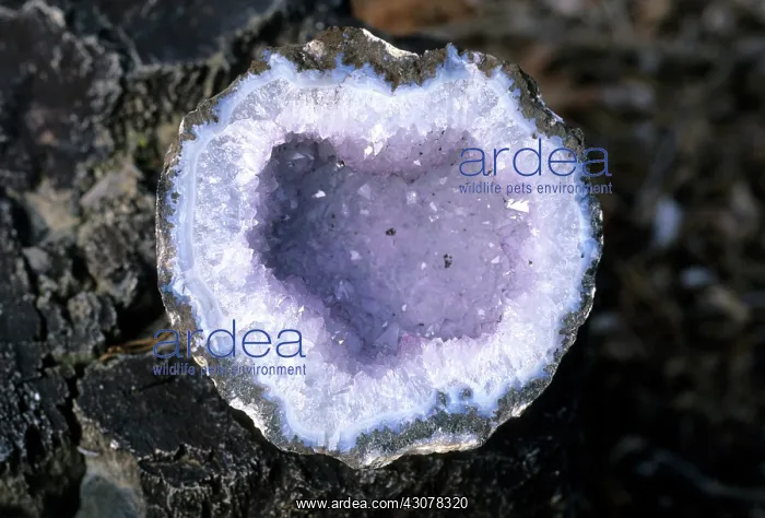 : Geode. A thunderegg or geode from Argentina : Geode. A thunderegg or geode from Argentina