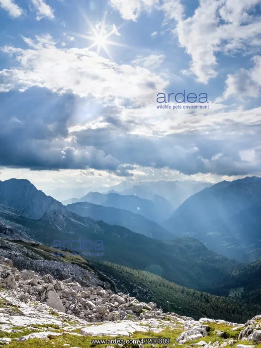 : Thunderstorm clouds over Val Rendena. The Brenta : Thunderstorm clouds over Val Rendena. The Brenta