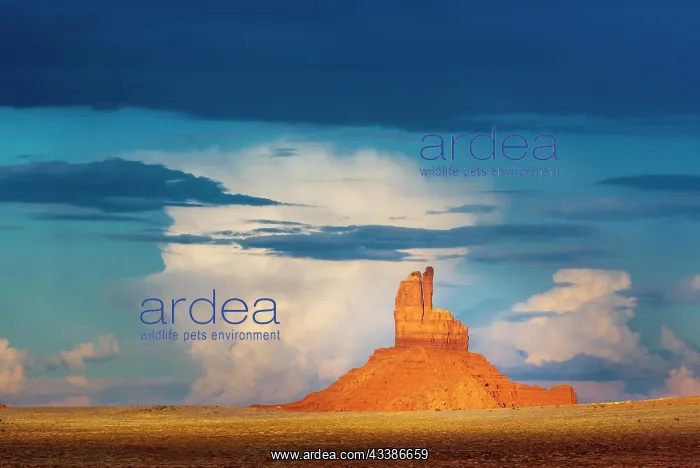: Thunderstorm, light mood at Monument Valley, cloudy : Thunderstorm, light mood at Monument Valley, cloudy