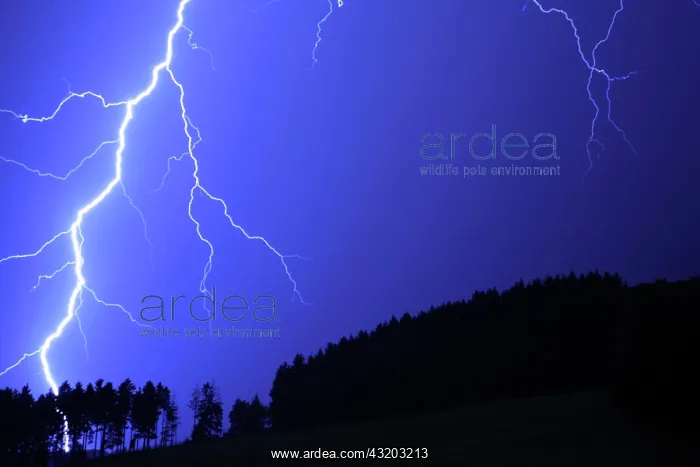 : Thunderstorm, lightning striking a forest : Thunderstorm, lightning striking a forest