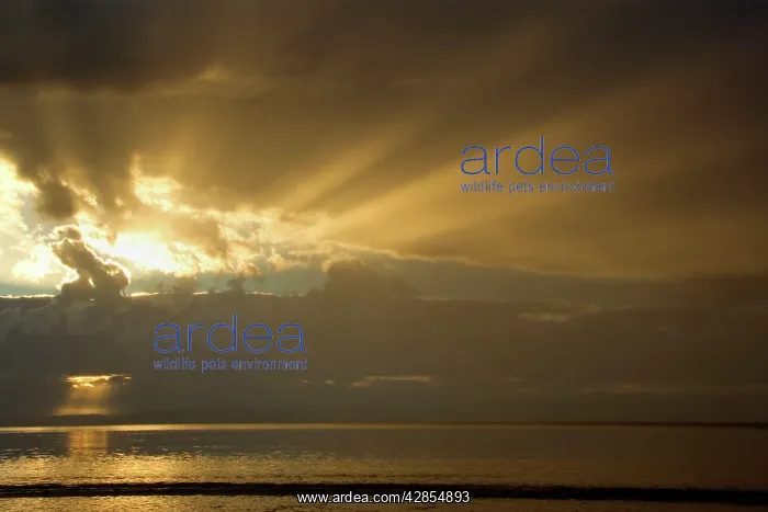 : Thunderstorm over the ocean - dark clouds of a : Thunderstorm over the ocean - dark clouds of a