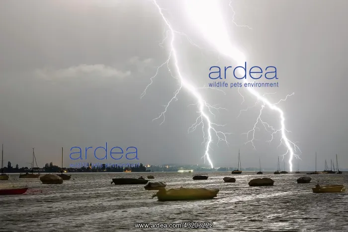 : Thunderstorms with lightning, summer evening, Allensbach : Thunderstorms with lightning, summer evening, Allensbach