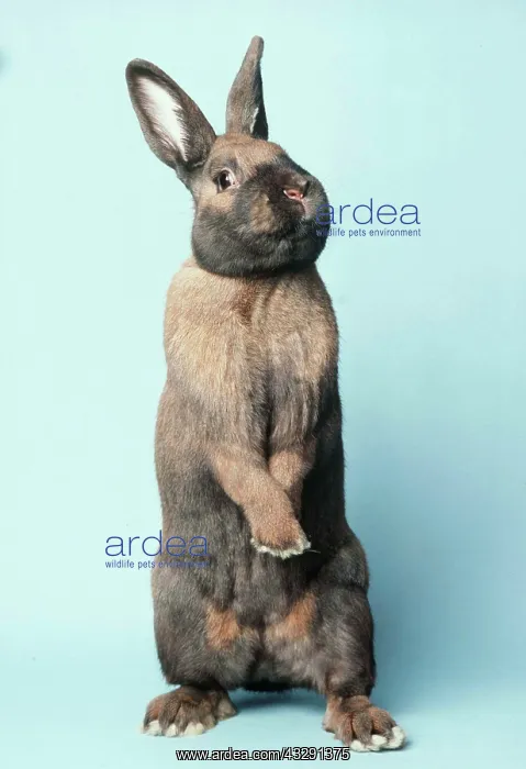 : THURINGER RABBIT (DOMESTIC) - standing up on hind legs : THURINGER RABBIT (DOMESTIC) - standing up on hind legs