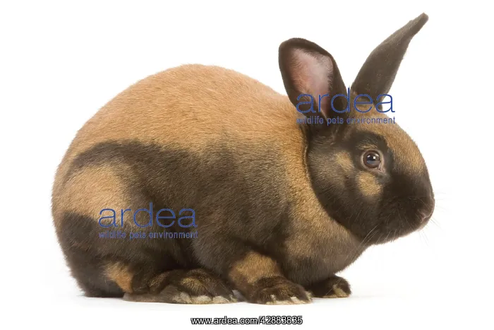  : Thuringer Rabbit - in studio