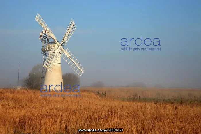 : Thurne Windmill : Thurne Windmill