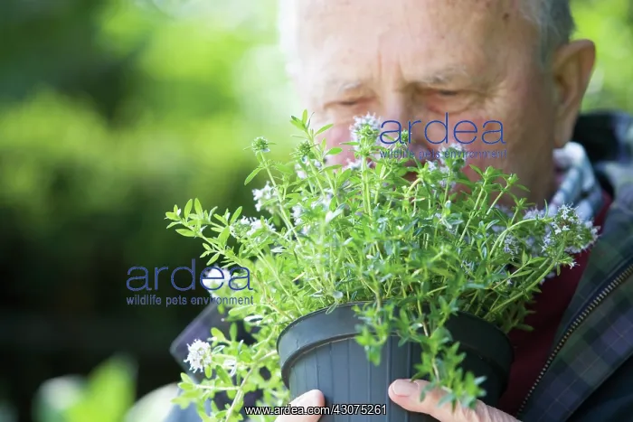 : Thyme : Thyme