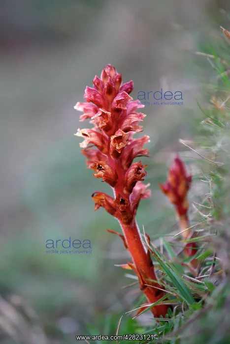 : Thyme Broomrape : Thyme Broomrape