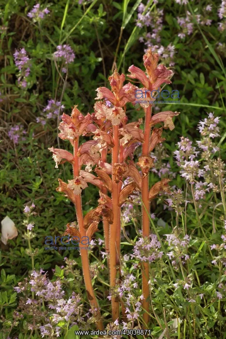  : Thyme Broomrape parasitic on Thyme Romania
