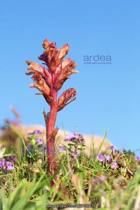 : Thyme Broomrape Summer : Thyme Broomrape Summer