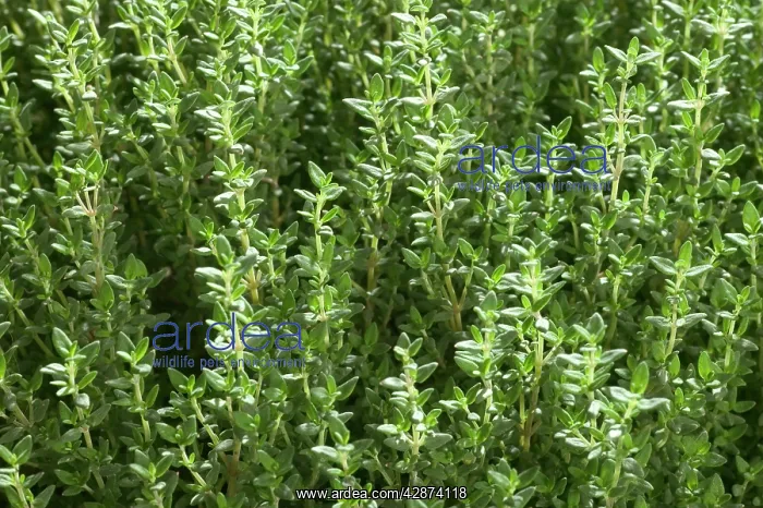  : Thyme - close-up